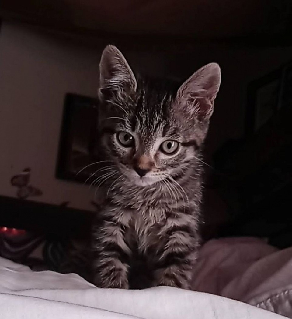 Zoe kitten